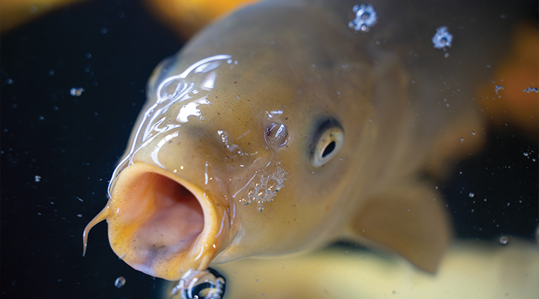 Something fishy in water bodies