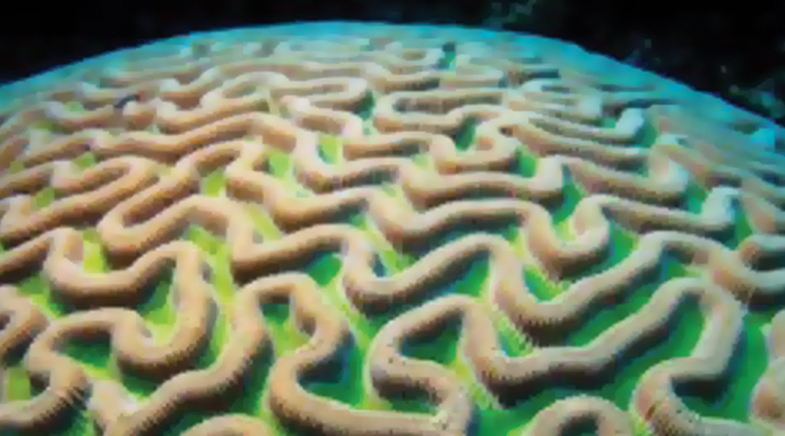 Print a ring o' coral