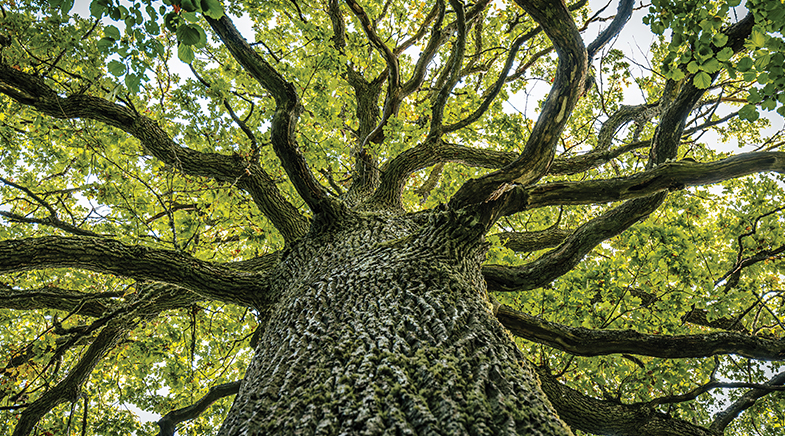 Branching out