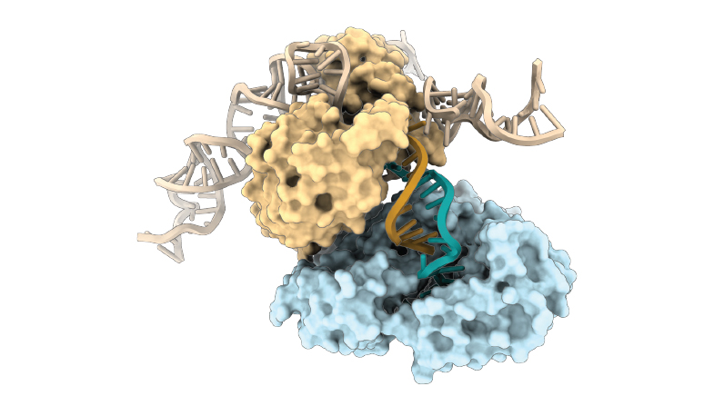DNA shows a new way