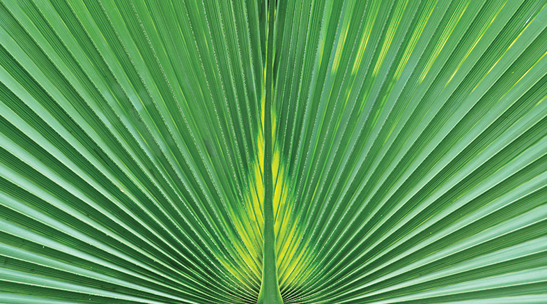 Secret lives of leaves Secret lives of leaves