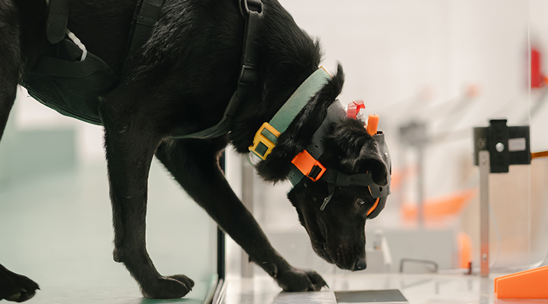 Dr Dog on the job