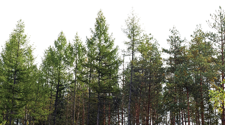 The woods are lovely, dark — and speak The woods are lovely, dark — and speak