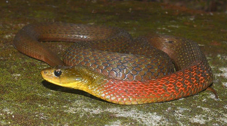 Red Necked Keelback