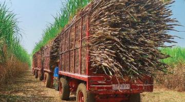 This sugarcane skin can sense arsenic