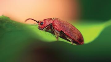 Crimson on red alert