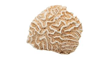 Discovery of young fossils may tell an ancient story Discovery of young fossils may tell an ancient story