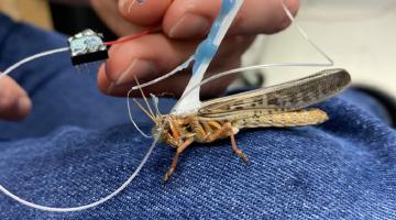 Learning from locusts