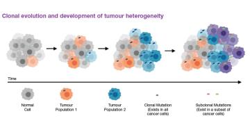 Taming tumours