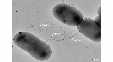 The bridge that bacteria build The bridge that bacteria build