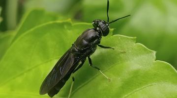 Insect farming takes wing