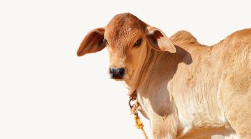 Get, set, gau! Get, set, gau!