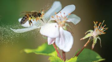 Pollen power