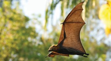 How &#039;bat power&#039; cures