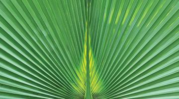 Secret lives of leaves