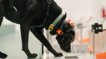 Dr Dog on the job