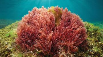 Seaweed solutions Seaweed solutions