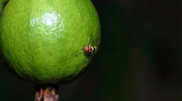 Saving fruits with ants&#039; help